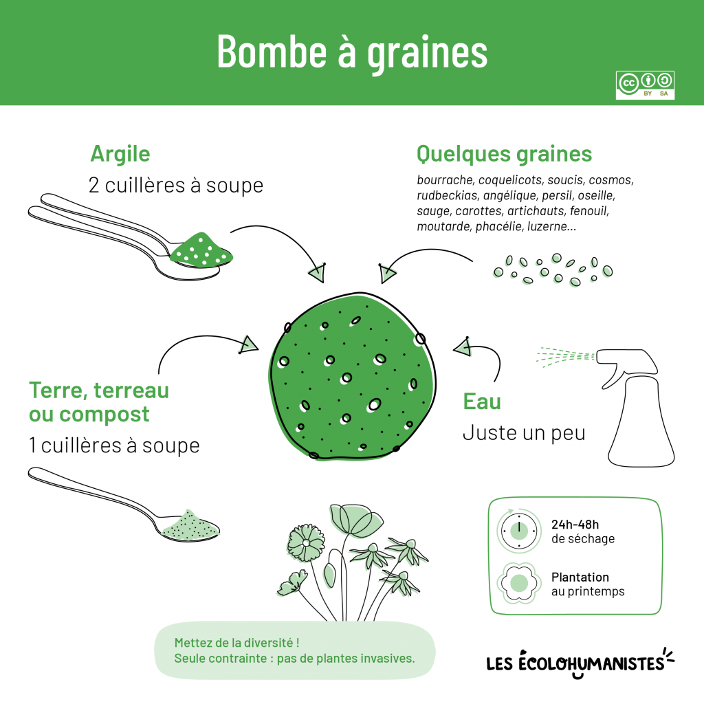 biodiversité bombe à graines